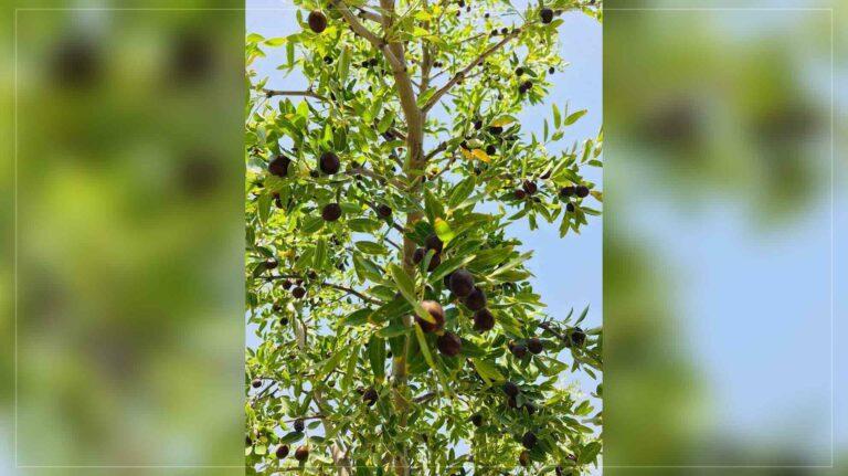Jujube yields 13pc up in Farah this year
