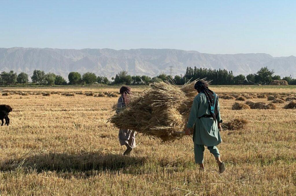 Government purchases 38,000 tonnes of wheat this year