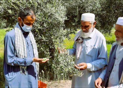 ننګرهار کې سږ کال ۱۳۰۰ ټنه د زیتونو دانې راټولېږي