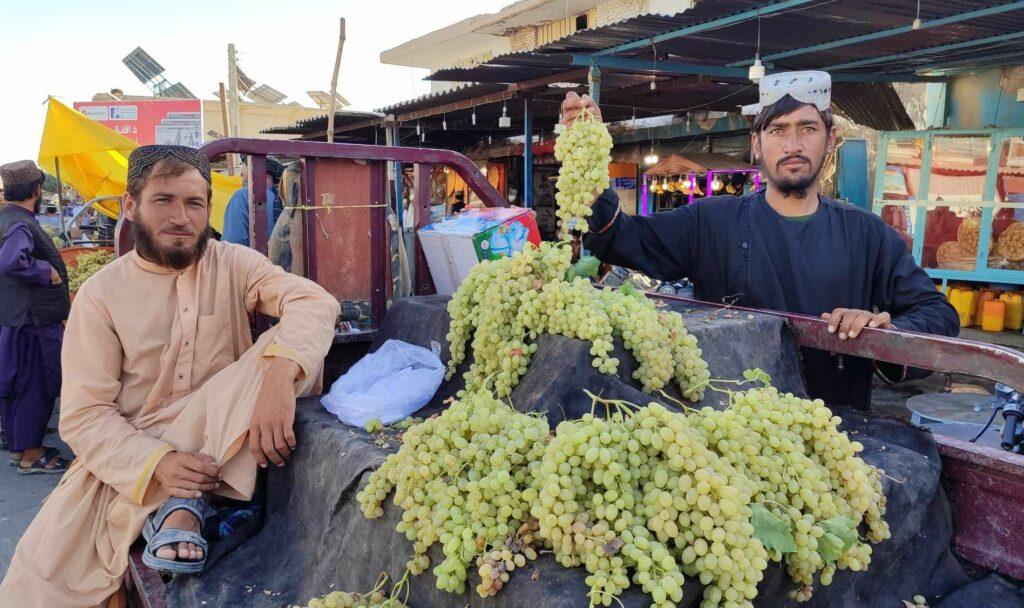 فراه کې سږ کال د انګورو حاصلات نږدې ۱۴۳ زره ټنه اټکل شوي