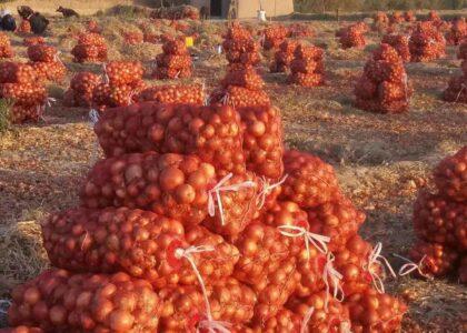 افزایش بیش از  ۵۷ درصدی حاصلات پیاز در سرپل؛ دهاقین: تعرفۀ گمرکی بر واردات پیاز بلند برده شود