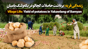 Vilage Life: Yield of potatoes in Yakawlang of Bamyan