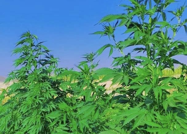 Over 100 acres cleared of marijuana in Nangarhar