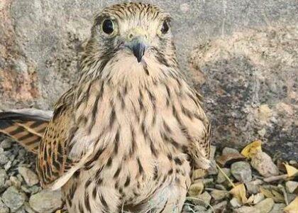 6 birds released back into wild in Bamyan, hunters nabbed