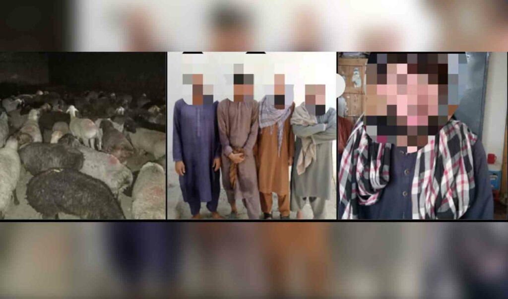 Bid to smuggle sheep to Pakistan thwarted in Nangarhar