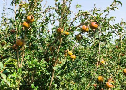 Pomegranate yield decreases in drought-hit Farah this year