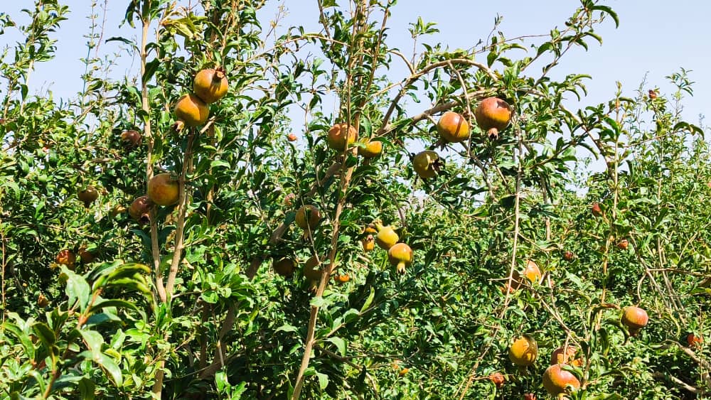 Pomegranate yield decreases in drought-hit Farah this year