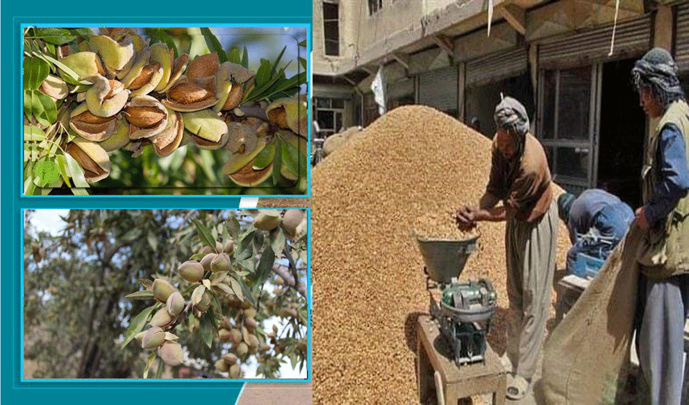 Daikundi farmers supply 25,000MT of almonds to market