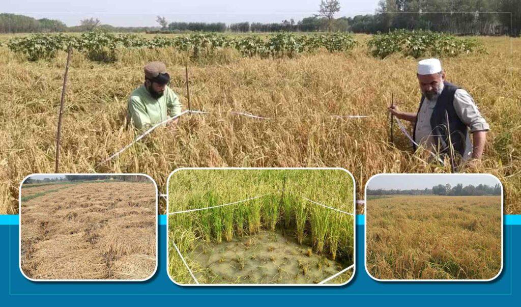 Baghlan’s rice yield up, prices down this year