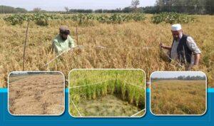 Baghlan’s rice yield up, prices down this year