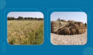 Herat rice yield satisfactory this year