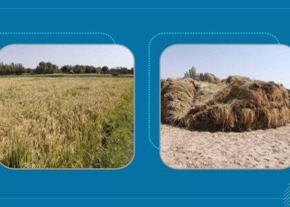 Herat rice yield satisfactory this year