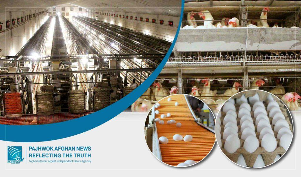 Poultry farm reactivated as Herat nears self-sufficiency in eggs