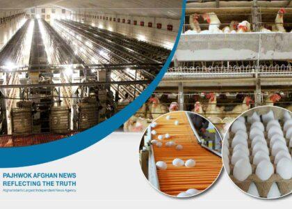 Poultry farm reactivated as Herat nears self-sufficiency in eggs