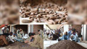 In Khost, pine nuts trade still done in Pakistani rupees