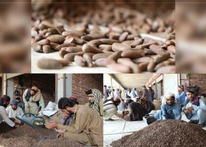 In Khost, pine nuts trade still done in Pakistani rupees