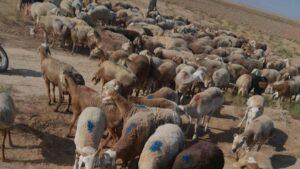 Attempt to smuggle hundreds of sheep to Iran foiled