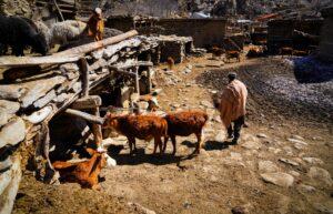 Over 55,000 families provided livestock protection packages: FAO