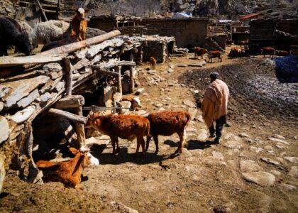 Over 55,000 families provided livestock protection packages: FAO