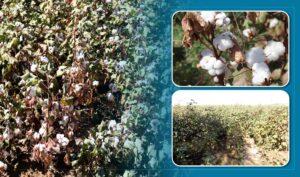 Kandahar farmers complain low cotton rate