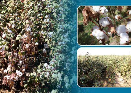 Kandahar farmers complain low cotton rate