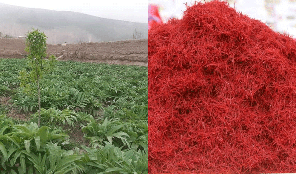 در شش ماه گذشته به ارزش ۷۷،۵ میلیون دالر هنگ و زعفران از افغانستان به خارج صادر شده‌است