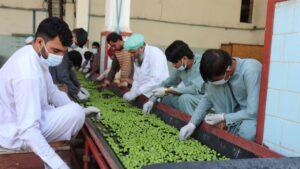 Nangarhar pickle production estimated at 30,000 tonnes