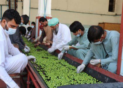 Nangarhar pickle production estimated at 30,000 tonnes