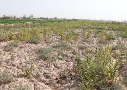 Herat sesame yield reduces due to plant diseases: Farmers