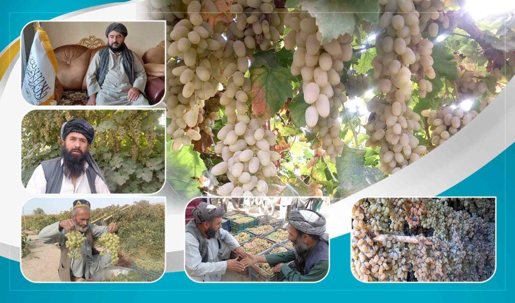 Grape yield up, prices down in Faryab: Farmers