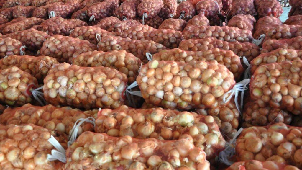 Baghlan’s onion yield up by 14pc this year