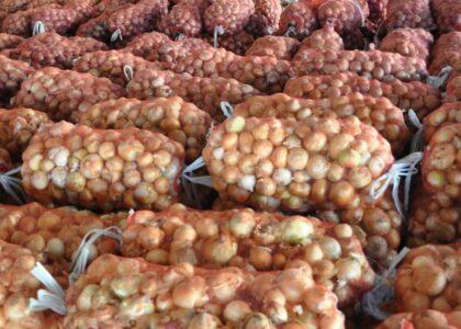 Baghlan’s onion yield up by 14pc this year