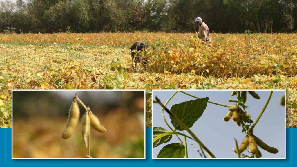 Balkh’s soybean yield estimated at 1,000 tonnes