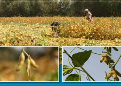 Balkh’s soybean yield estimated at 1,000 tonnes