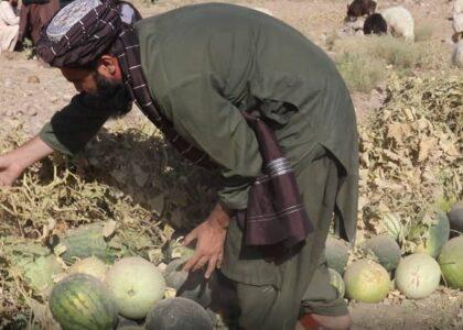 Govt urged to explore markets for melons, watermelons