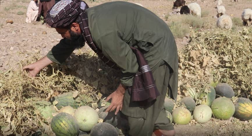 اروزګان کې یو شمېر کروندګر خپلو محصولاتو ته د بازار غوښتنه کوي