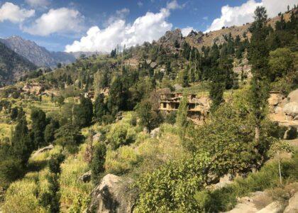 Kunar walnut yield up, thanks to conducive weather