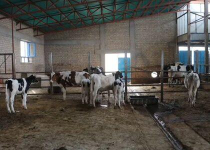 Balkh dairy farms produce 1,050MT of milk annually