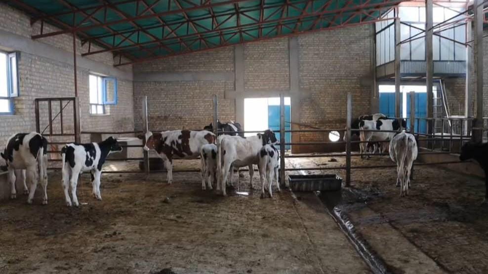 Balkh dairy farms produce 1,050MT of milk annually