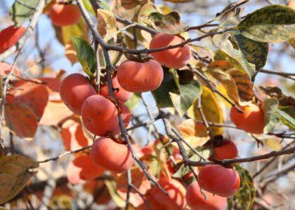 Khost: Persimmon orchards set up on 195 acres this year