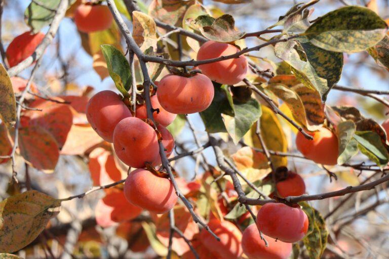 Khost: Persimmon orchards set up on 195 acres this year