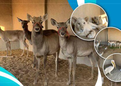 Kandahar man sets up private zoo inside his home