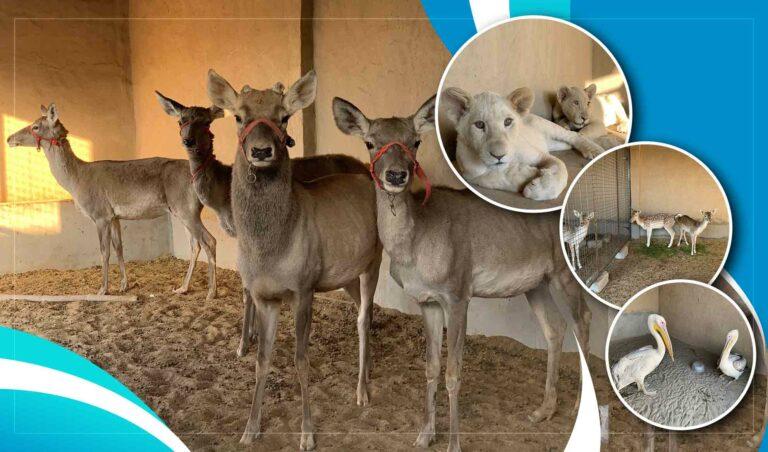 یک تن در قندهار در خانۀ خود باغ وحش ساخته‌است