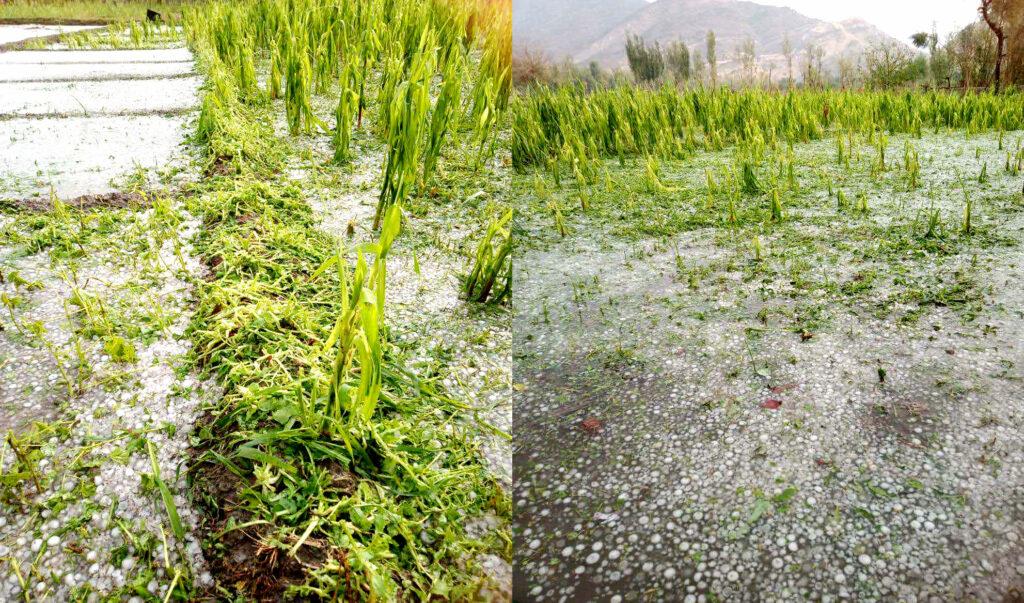 Man dies, crops destroyed in Nangarhar heavy rains