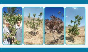 Drought-hit Daikundi farmers turn to planting pistachio trees