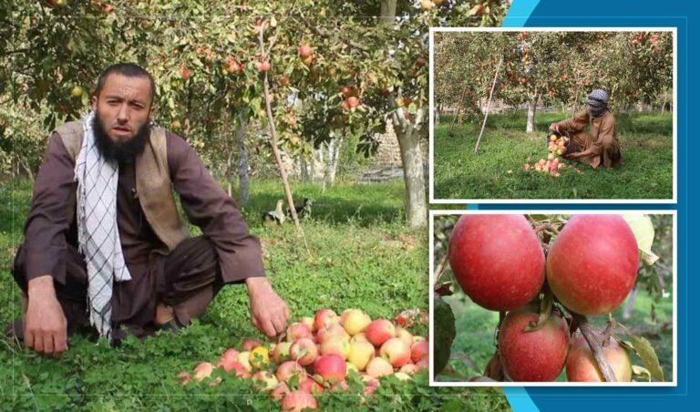 باغداران در بدخشان: حکومت برای ما سردخانه‌های معیاری اعمار کند تا محصولات خود را در زمان مناسب به بازار عرضه کنیم