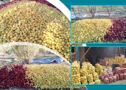 Apple yield up but prices halve in Baghlan: Farmers