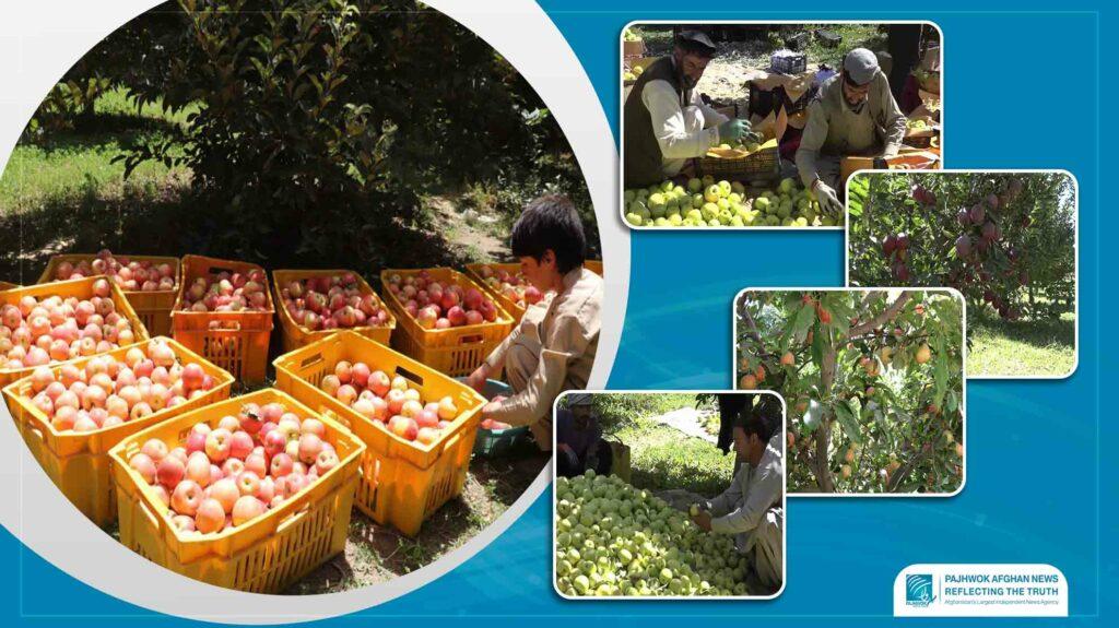 Apple yield up this year but market down, say Ghazni farmers