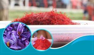 Saffron growers in Herat satisfied with yield, price