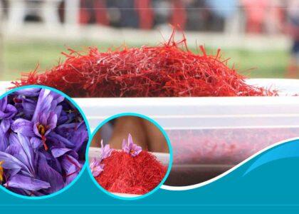 Saffron growers in Herat satisfied with yield, price